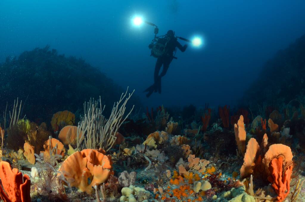 A diver over a sponge garden in the Governor Island Marine Reserve off the coast of Bicheno. Picture: John Smith