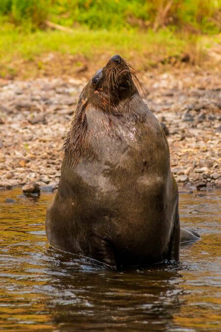 The seal was keeping a close eye on those gathered on the shores of the North Esk. Picture: Phillip Biggs