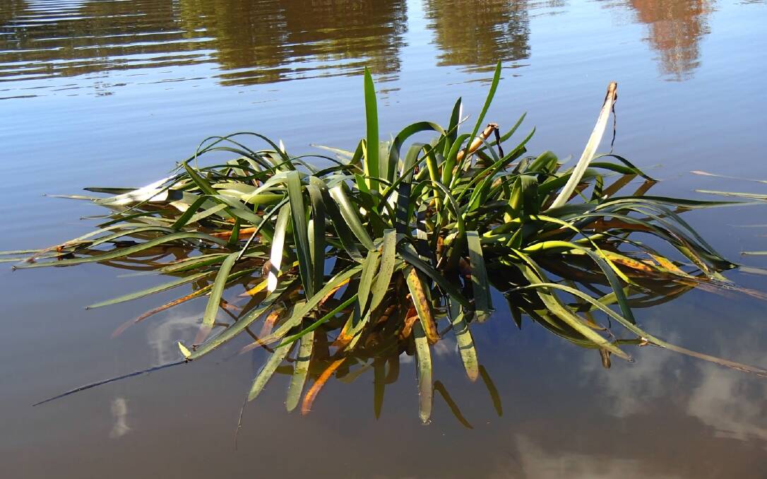 Cycnogeton often appears in this form in dams or on river banks, and was used to produce baby food by Tasmanian Aboriginals. Picture: Rees Campbell
