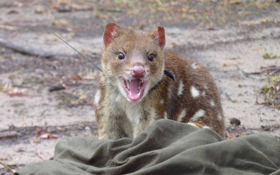 'Banzai', a spotted-tailed quoll, being released with a GPS collar. Picture: Rowena Hamer