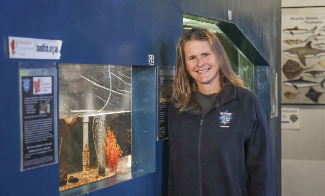 Seahorse World director Rachelle Hawkins at the display tank where the critically endangered red handfish laid eggs. Picture: Craig George