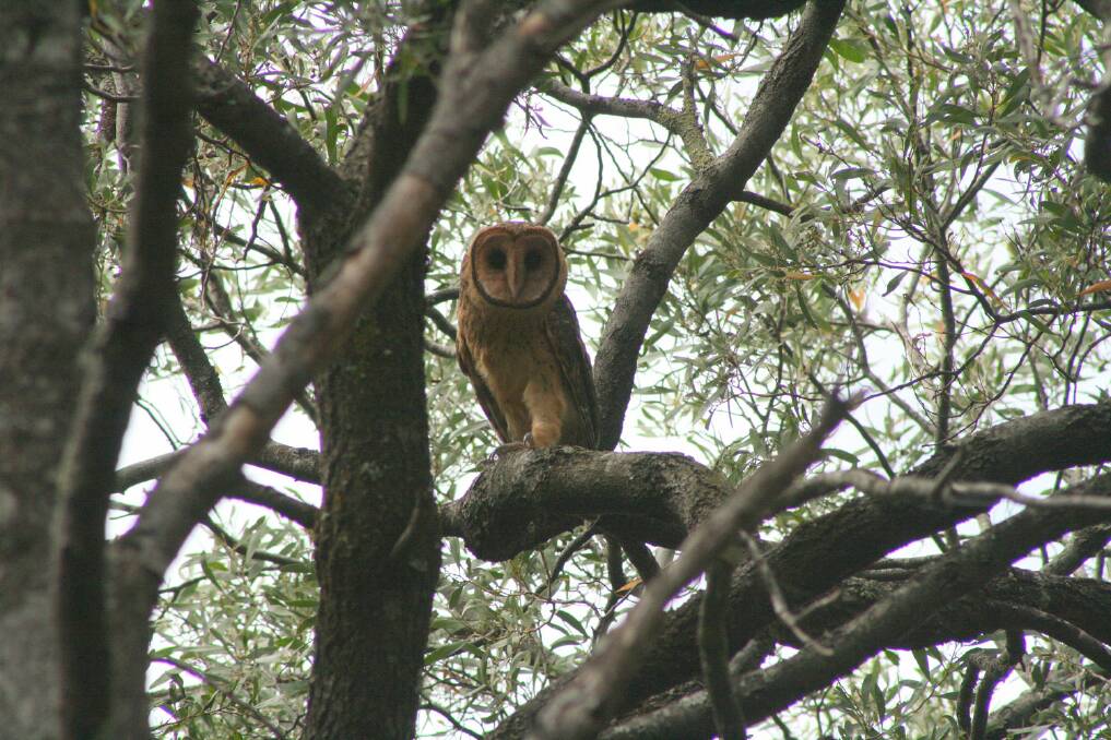 The EPBC Act has been found to be failing endangered species across Australia, such as the masked owl. Picture: Sarah Lloyd