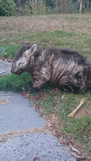 A mange-invested wombat at the Big 4 caravan park in Kelso. Picture: Supplied