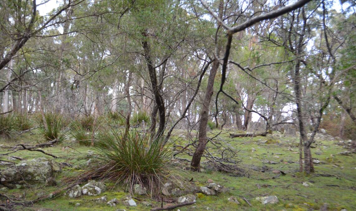 Native vegetation within the Birralee Road site which would require significant blasting, given the uneven nature of the land and the presence of dolerite rock. Picture: Adam Holmes