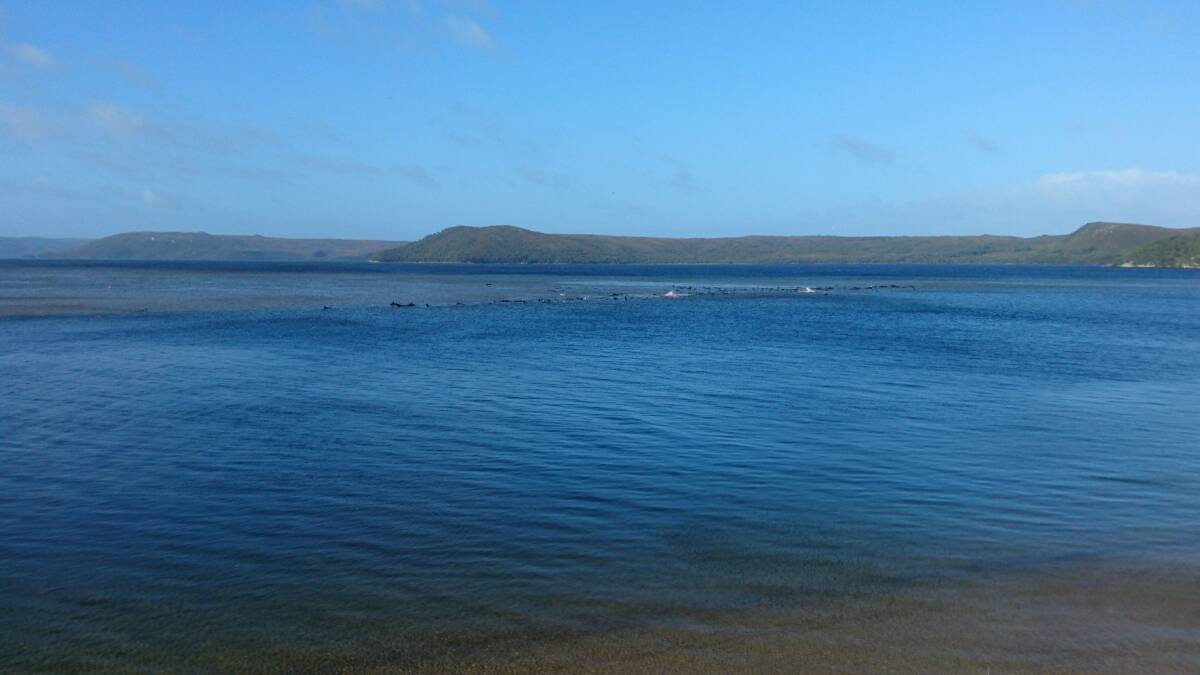 The area where the whales are reportedly stranded at Macquarie Harbour, south-west of Strahan. Picture: Tasmania Police