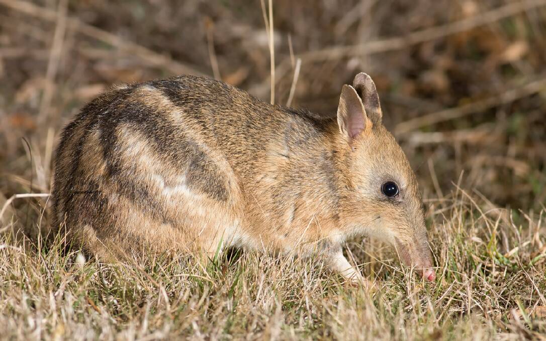 Sightings of the eastern barred bandicoot have declined in Tasmania, leaving researchers concerned about their future. Picture: JJ Harrison