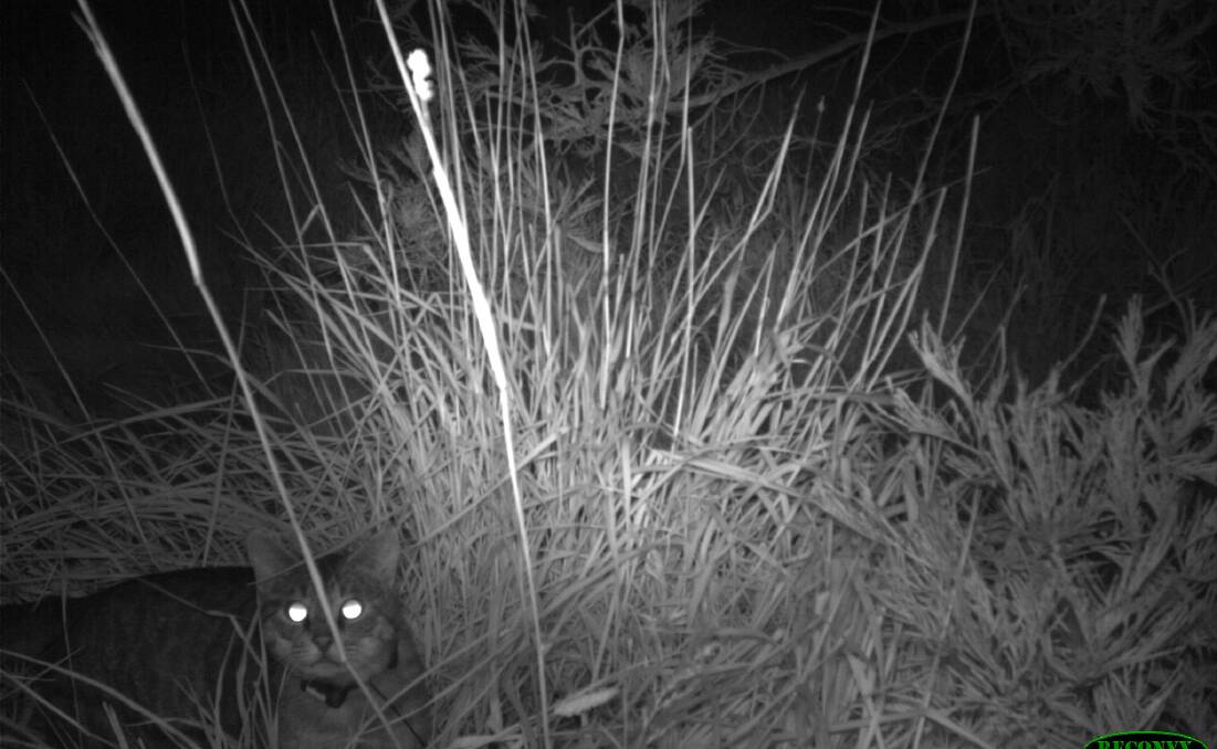 A feral cat wearing a GPS collar after raiding a superb fairy-wren nest.
