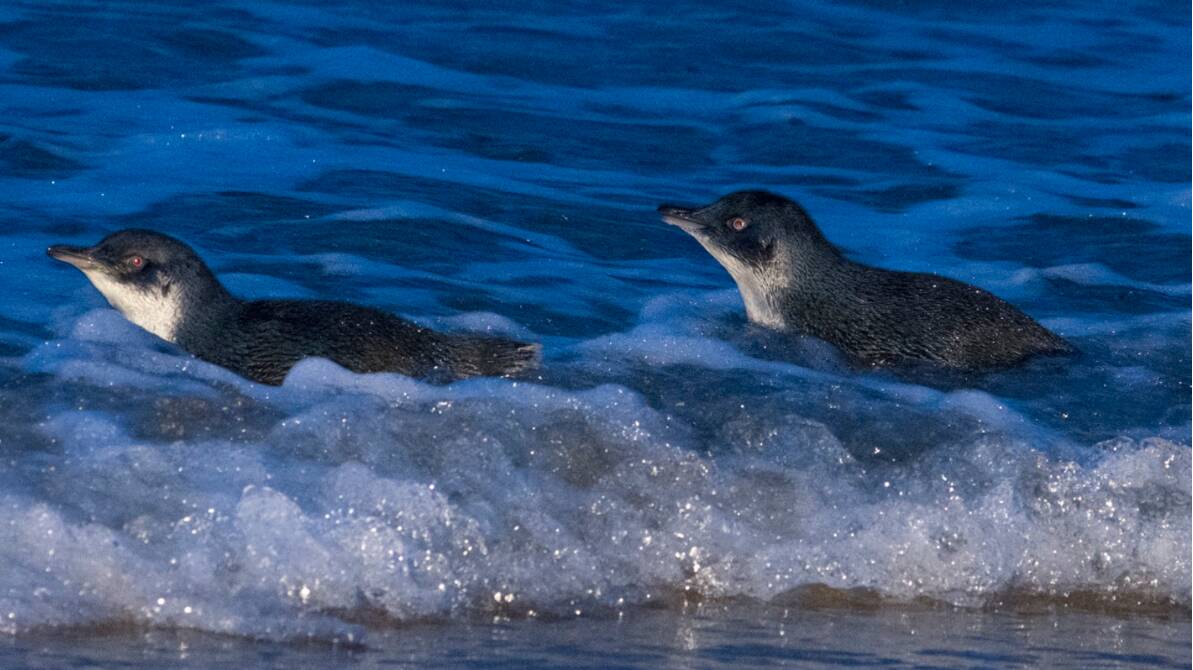 There is little comprehensive research into little penguin numbers in Tasmania. Picture: Eric Woehler