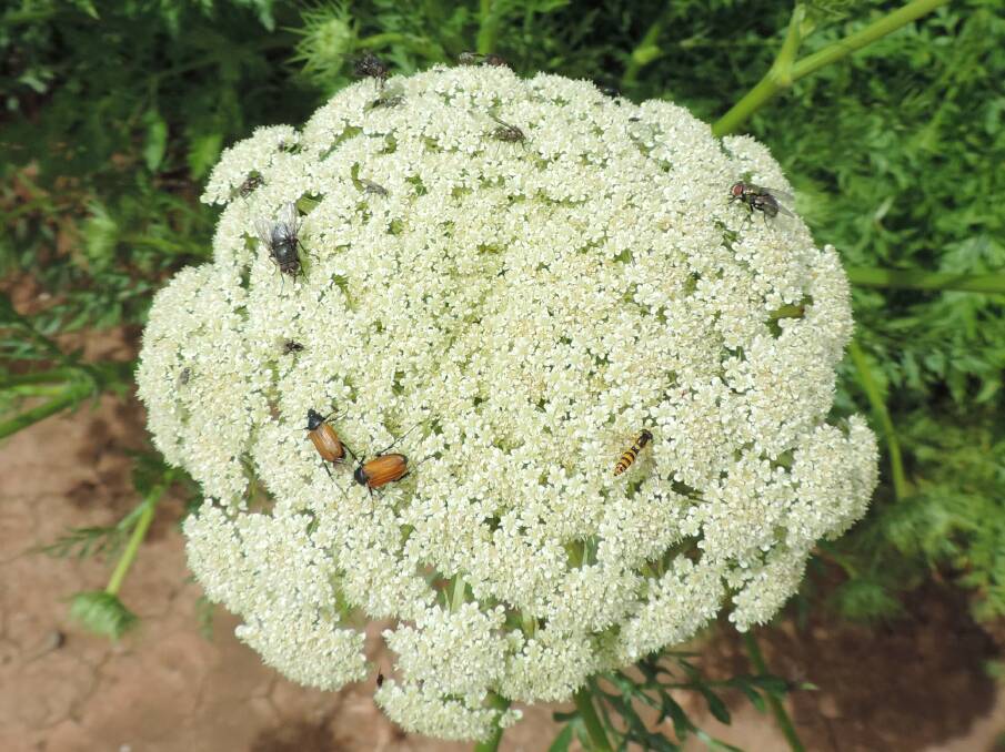 Native beetles and flies on carrot flowers in the Midlands, monitored as part of research into the potential for native insects as pollinators. Picture: Adelina Latinovic