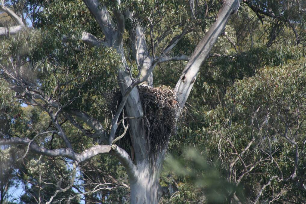 The wedge-tailed eagle's nest on the property neighbouring the proposed site of a new prison. Picture: Sarah Lloyd