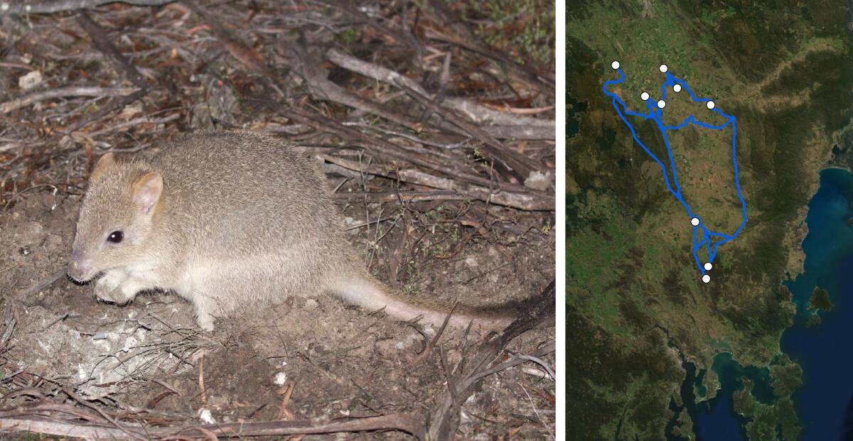 A bettong digging for truffles and (right) a map showing known bettong populations with white dots, and their movements with the blue line. Picture: Daniel Florance