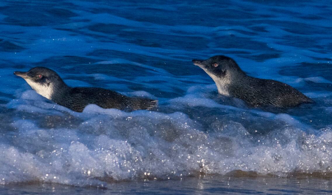 Little penguins in the waters off Tasmania. Researchers say their yearly cycle of behaviour is changing. Picture: Eric Woehler