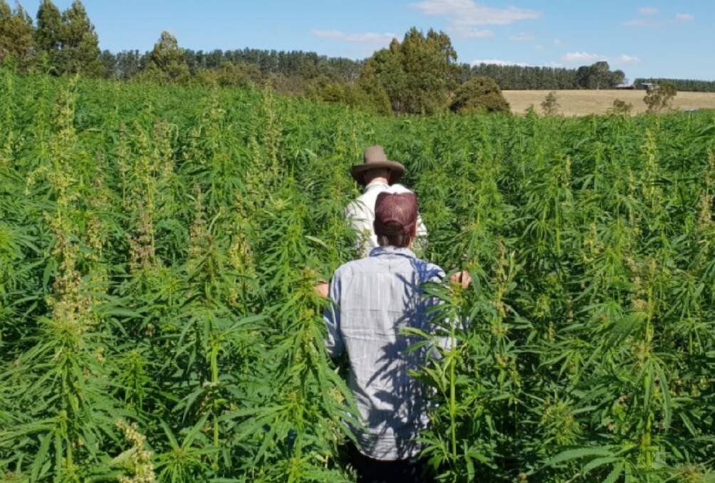 An outdoor industrial hemp crop. Tasmanian businesses are calling for changes to regulations allowing the full plant to be used, including for medicinal purposes. Picture: Supplied