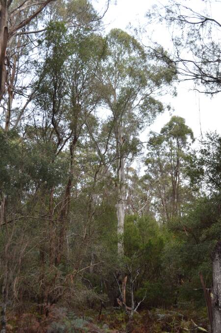 Birds seemed drawn to this white gum, where its ample hollows provided nesting opportunities. Picture: Adam Holmes