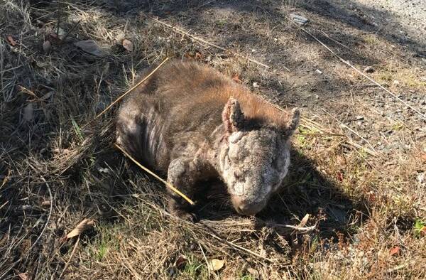 T4 was a regular sight at the Greens Beach Golf Club but like many of her relatives, she suffered from mange. Picture: Supplied