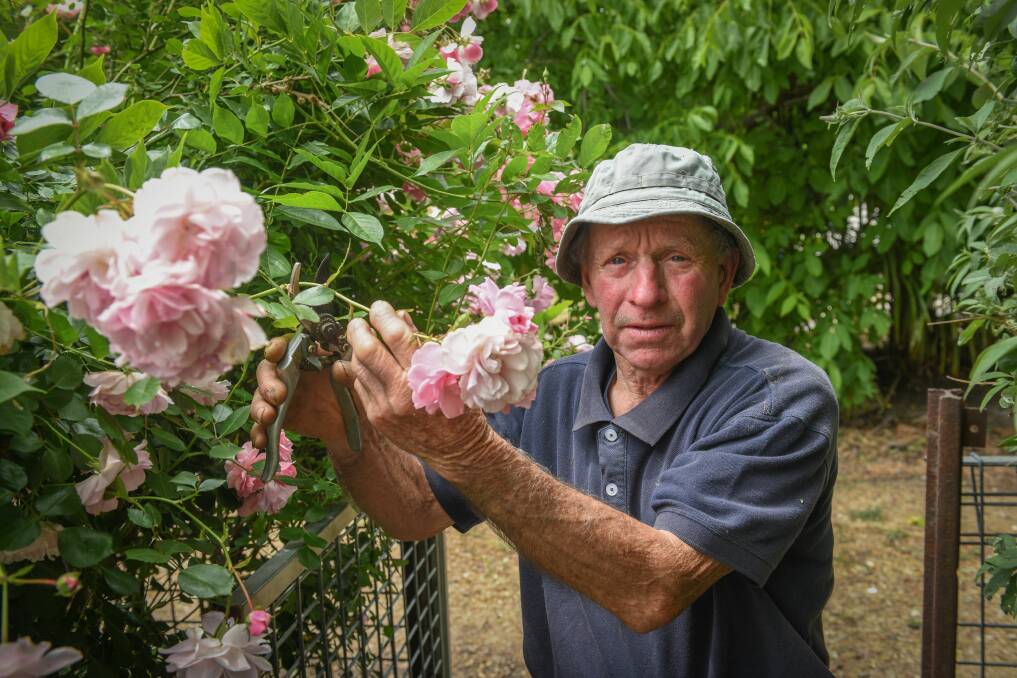 Keith Hefford tends to some roses in his garden in Fingal - a hobby that has endured for 75 years. Picture: Paul Scambler