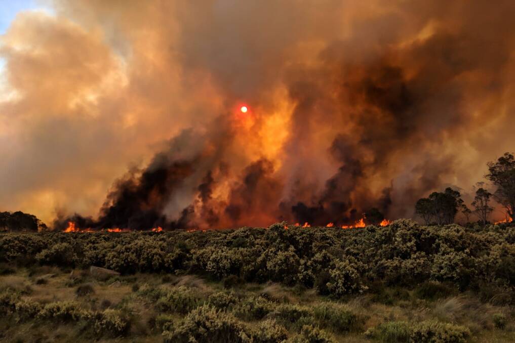 Bushfires in 2016 destroyed ancient wildlife species.