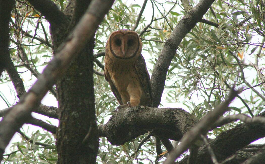 Scat from the endangered masked owl has been confirmed on the proposed site for the Northern Regional Prison north of Westbury in recent months. Picture: Sarah Lloyd OAM