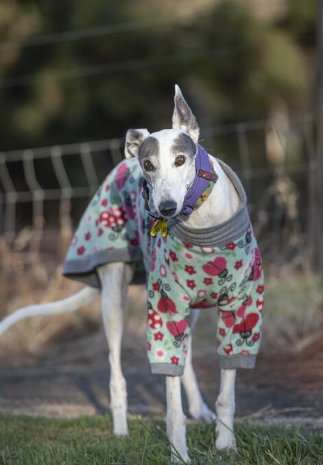 The park is the only public space in Tasmania where greyhounds can be off-leash. Picture: Craig George
