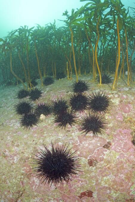 A sea urchin barren on the East Coast. The species' spread is one of many ecosystem issues caused by rapidly waters. Picture: Jon Bryan