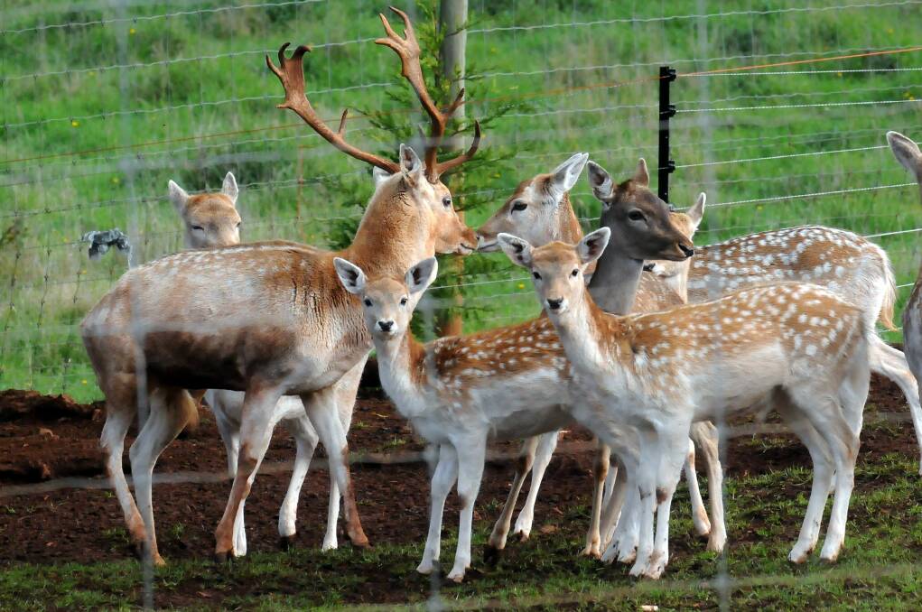 Wild fallow deer numbers have become a problem for landholders, and could be impacting the Wilderness World Heritage Area.