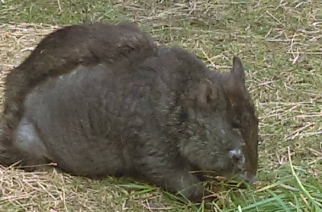 Fur starts to regrow on a wombat's back after it has been treated for mange. Picture: Supplied