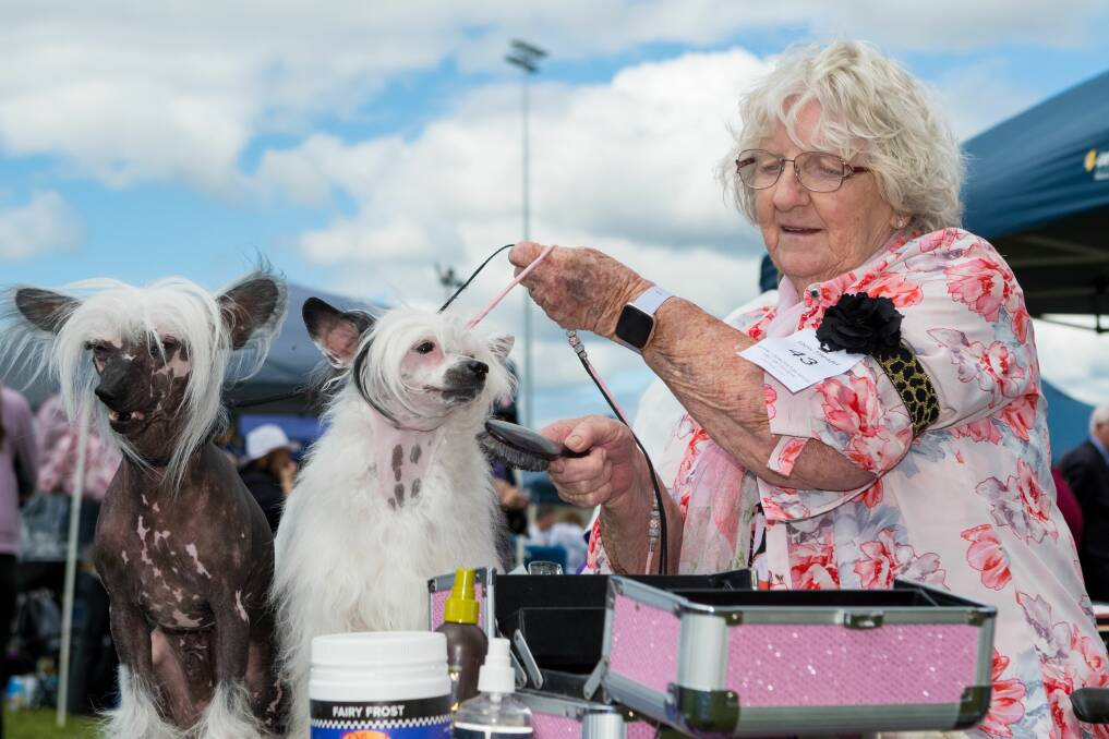 Tiny Baker, of Kings Meadows, with Chinese crested hairless Wesley, and Chinese crested powder puff Milly. Pictures: Phillip Biggs