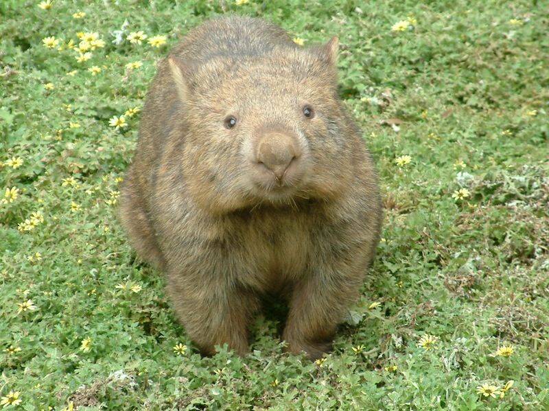 The Tasmanian Greens are disappointed that cull permits are being issued for wombats.