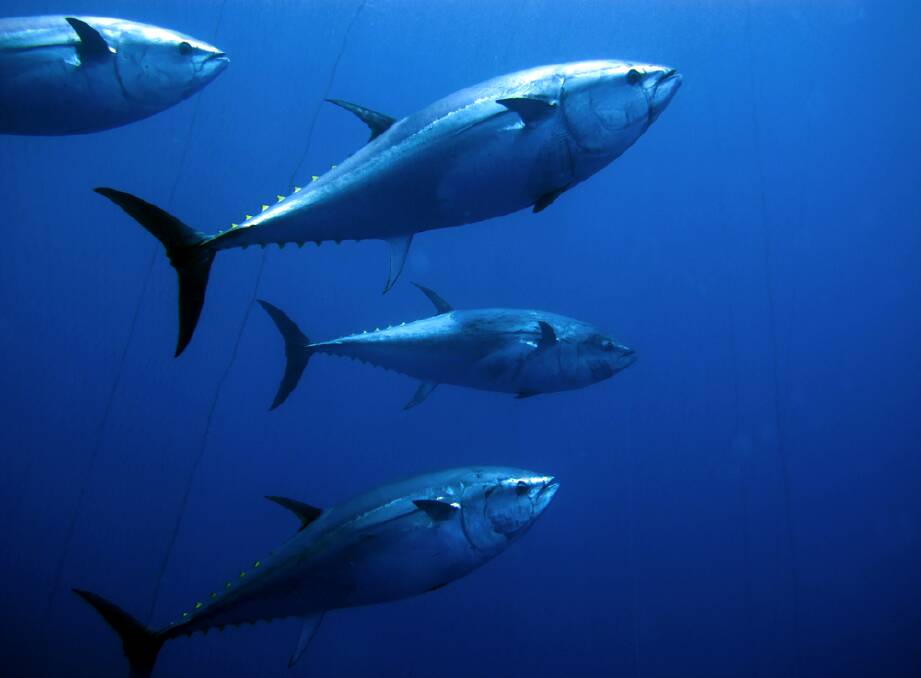 The fisherman headed further south than before after a reduction in southern bluefin tuna in his normal fishing areas.