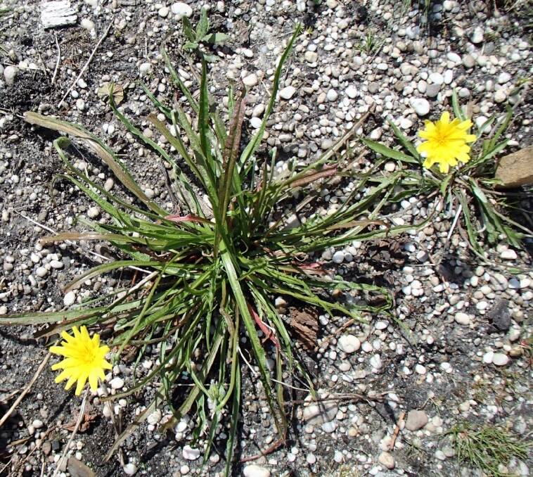 Microseris lanceolata, also known as the yam daisy. Picture: Rees Campbell