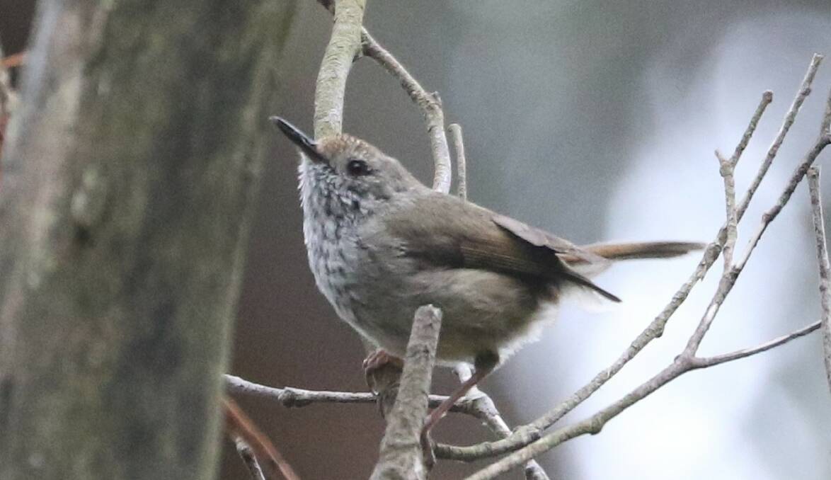 A meeting discussed ways to save the King Island brown thornbill and scrubtit, including governments offering greater incentives to private landholders to establish and protect habitat. Picture: Michael Kearns