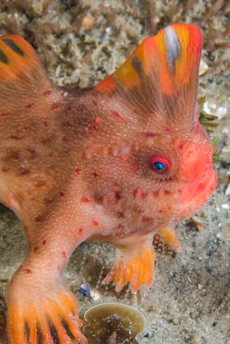An estimated 70 to 80 red handfish remain in the wild, including juveniles. Picture: Rick Stuart-Smith