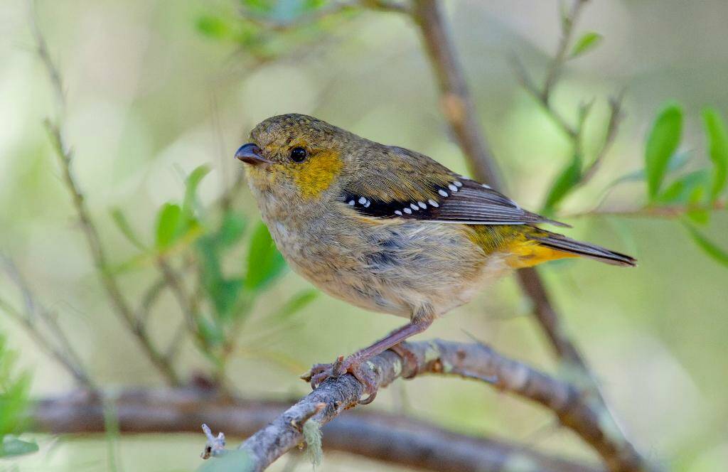 The forty-spotted pardalote has declined substantially on the Tasmanian mainland, with colonies disappearing in various parts of the state's south in recent decades. Picture: Alan Fletcher/Tassie Birds