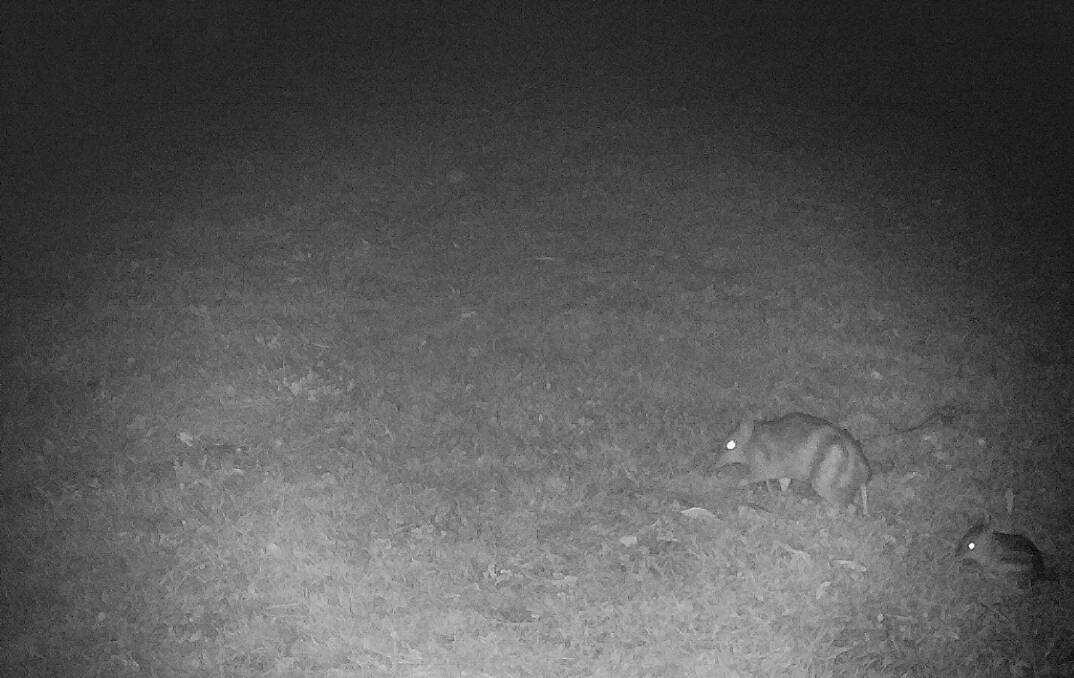 A WildTracker motion sensor camera spots a bandicoot and young in a Westbury backyard.