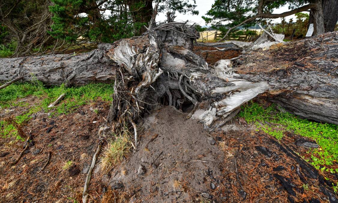 A wombat burrow beneath a fallen tree. Picture: Scott Gelston