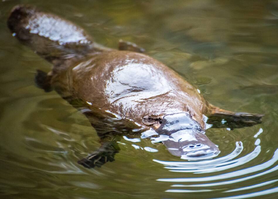 A platypus swims in the Meander River at Deloraine, but locals have reported a rapid decline in their numbers. Picture: Joy Kachina