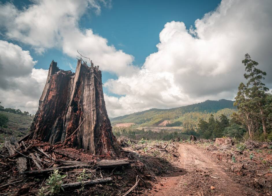 A logging coupe with the Atlas trail peak in the background. Picture: Daniel van Duinkerken