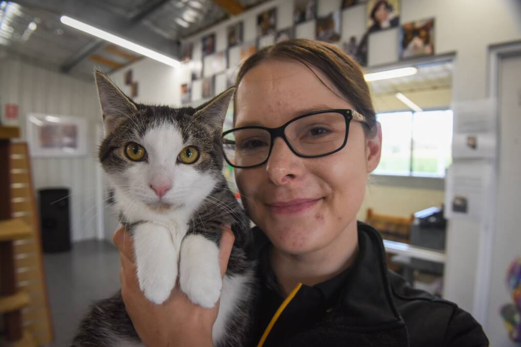 Just Cats attendant Carolyn Walker with Monte Carlo, who is waiting to be adopted to a forever home. Picture: Paul Scambler
