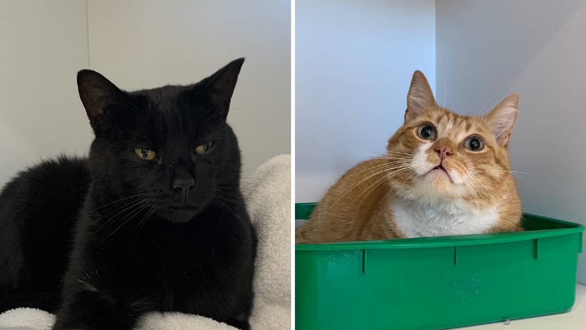 Max and Mason have been living with an A Paw Up foster carer since their owner moved into assisted living. They now require adoption, via The Cat Clinic Hobart.