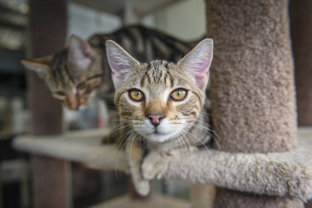 18-month-old Thimble is one of the many cats waiting for adoption at Just Cats, having watched dozens of others find new homes. Picture: Paul Scambler