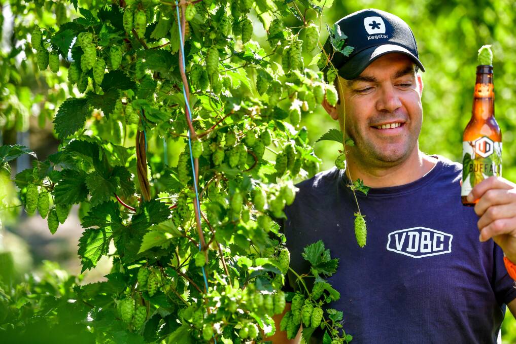 Hopping Mad: Van Dieman Brewing's Will Tatchell is gearing up for Monday's hop picking day. Picture: Scott Gelston