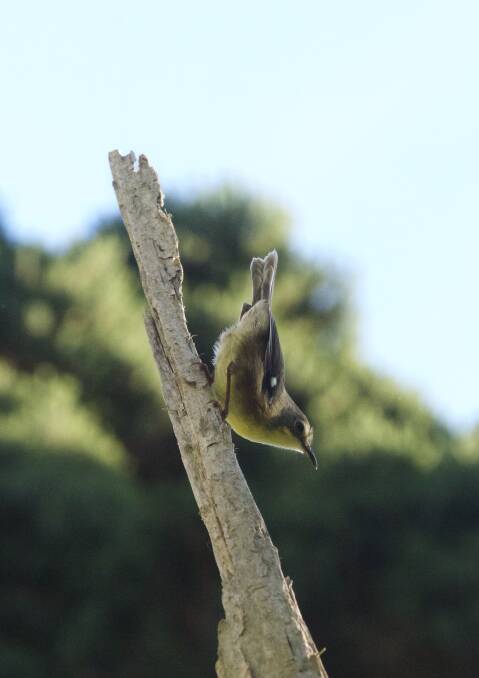 The King Island Scrubtit. Picture: supplied