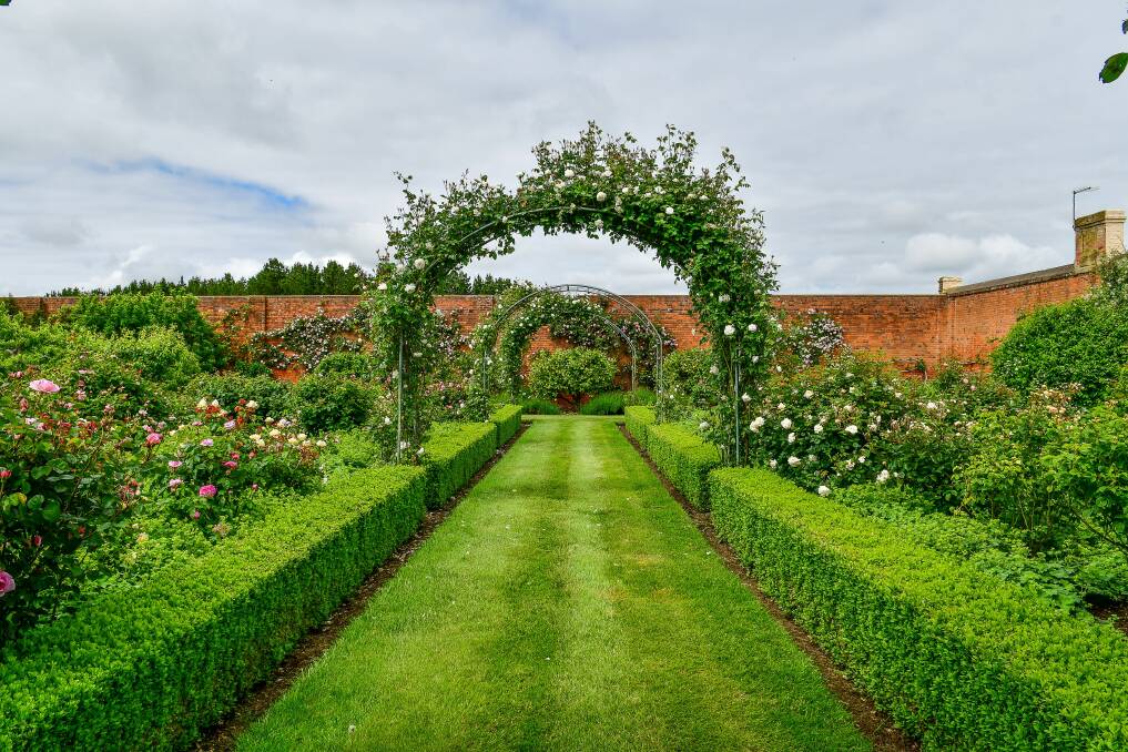 Historic garden: A David Austin Rose garden leads visitors to the heated brick wall. Picture: Scott Gelston.