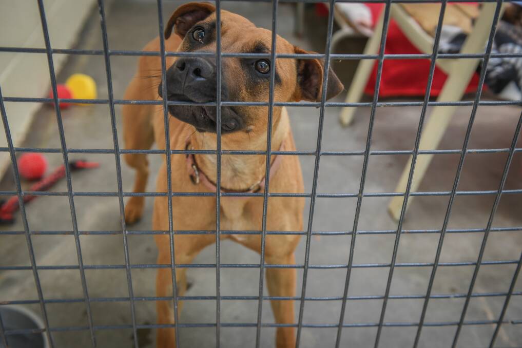 Pictures of the last dogs remaining at Launceston's RSPCA