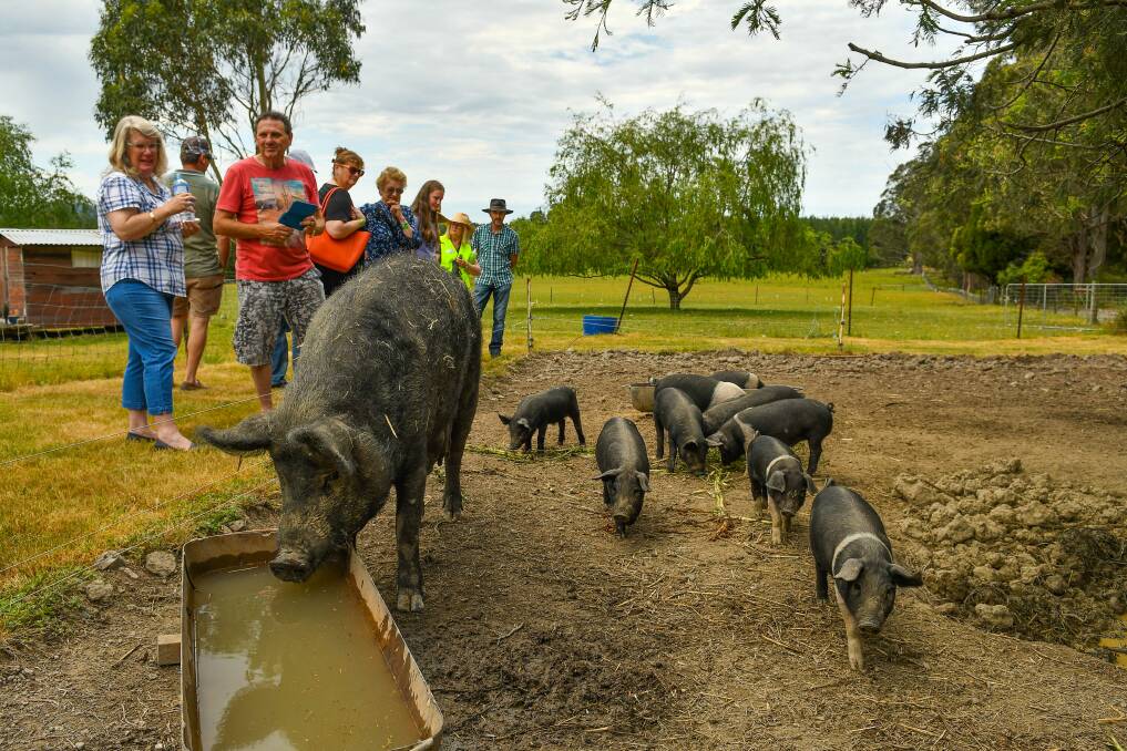 Mucky fun: The pigs of Langdale Farm were a hit with tour groups during the Farmgate Festival in 2017. Picture: Scott Gelston