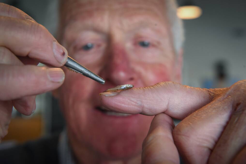 Small but dangerous: President of the Tamar Wetlands Volunteers John Duggin with a gambusia - it is widespread in the Tamar Estuary. Picture: Paul Scambler