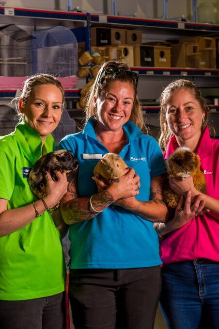 Bundles of joy: Melony McRitchie, Lauren Chenhall and Kate Donald at PETstock Launceston ahead of National Pet Adoption Day. Picture: Phillip Biggs