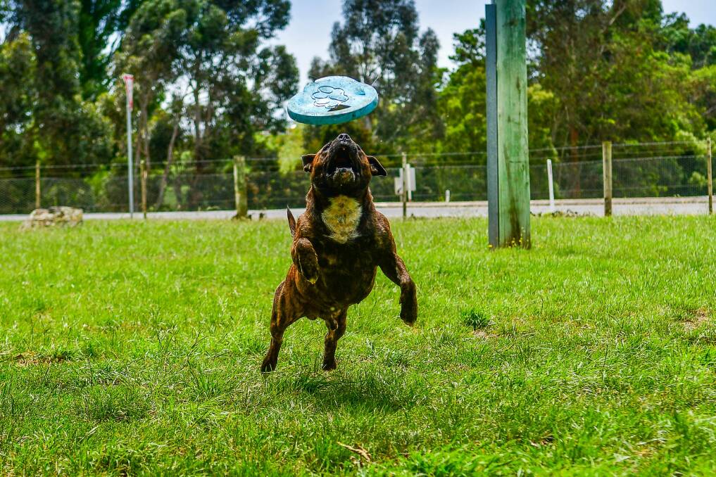 Dog day afternoon: Rusty, the five year old staffy, enjoys a mild day out at the St Leonards dog park. Picture: Scott Gelston