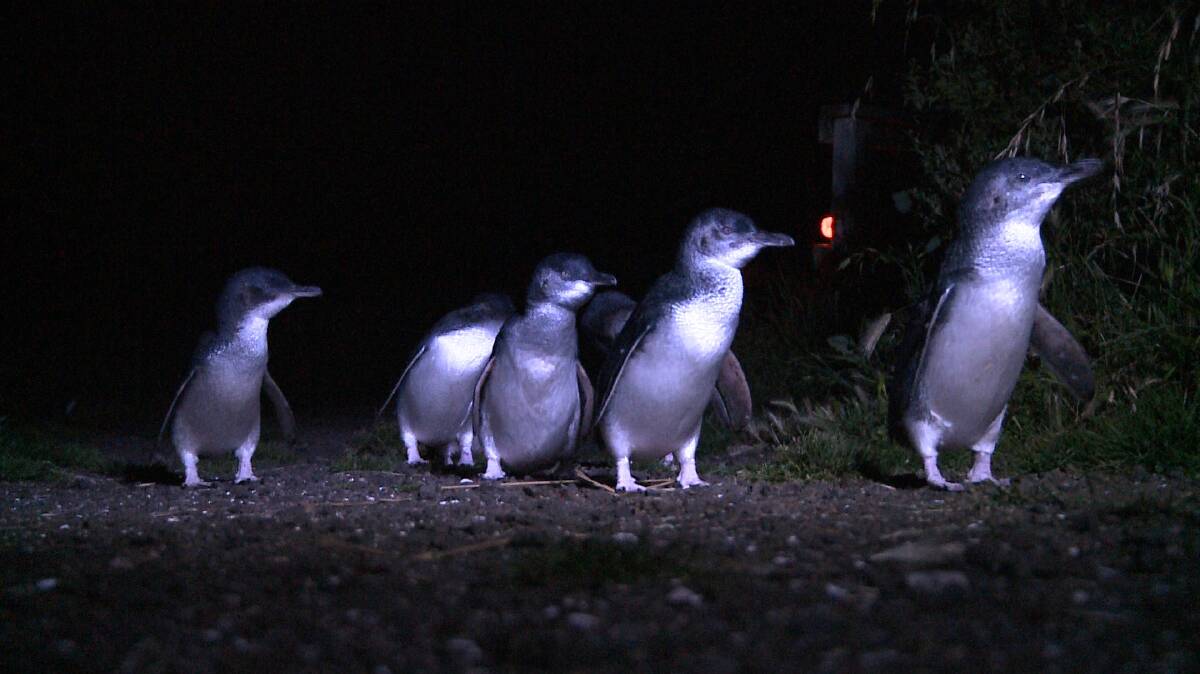 Troubled: Little penguin populations in Tasmania have come under constant threat of dog and cat attacks among other threats.