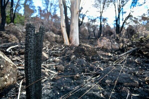 Remains from the Great Pine Tier Fires from January.